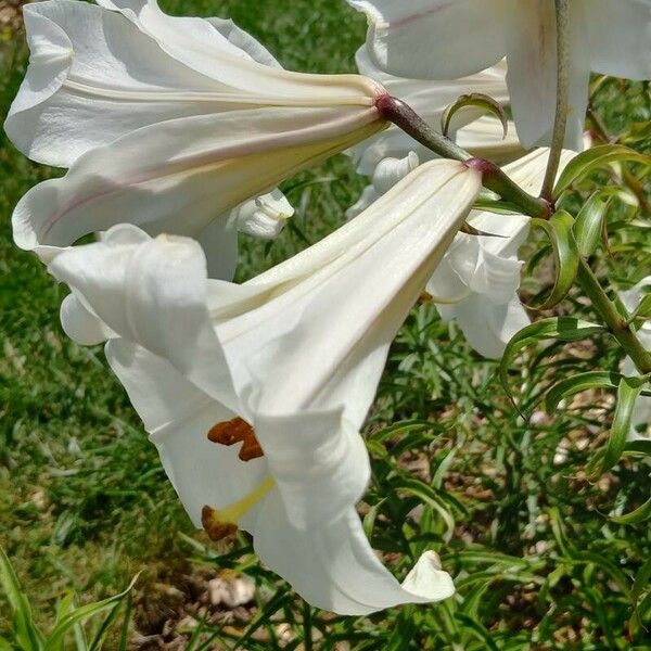 Lilium regale പുഷ്പം