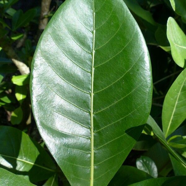 Gardenia taitensis Leaf