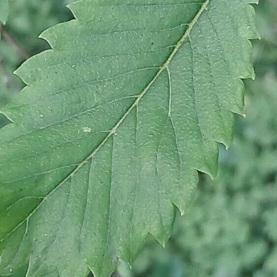 Ulmus americana ᱥᱟᱠᱟᱢ