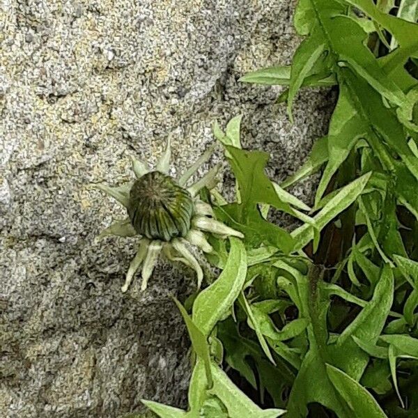 Taraxacum campylodes Flower