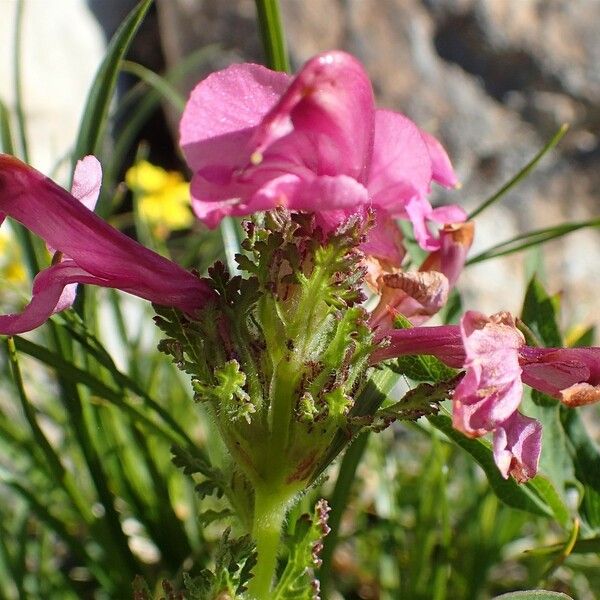 Pedicularis gyroflexa Habit