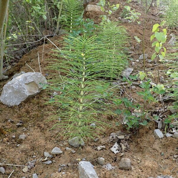 Equisetum telmateia Hoja