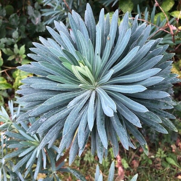 Euphorbia characias Lapas