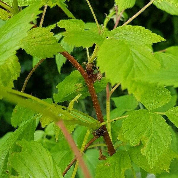 Rubus idaeus Kôra