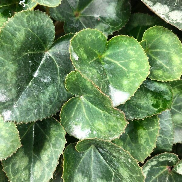 Cyclamen spp. Leaf