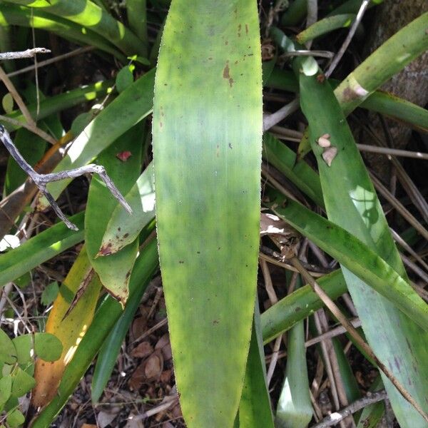 Bromelia karatas Fulla