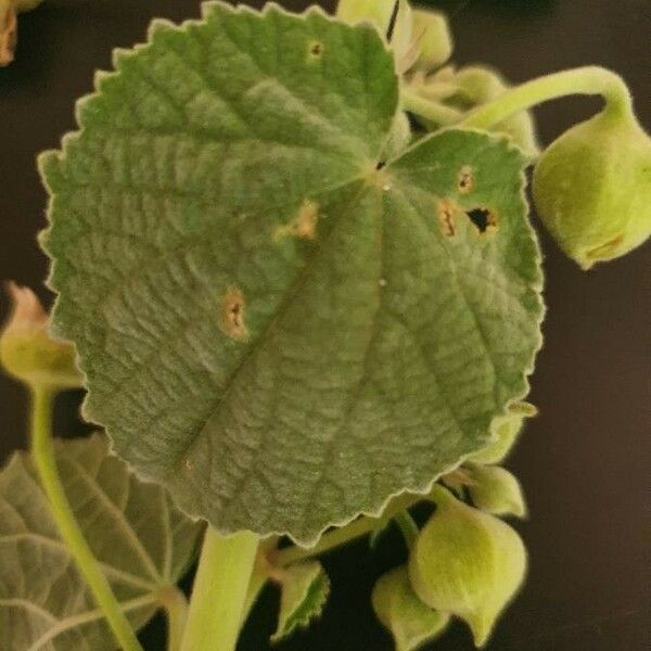 Abutilon pannosum List