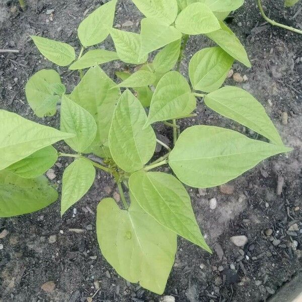 Phaseolus vulgaris Leaf