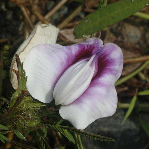 Centrosema plumieri Flor