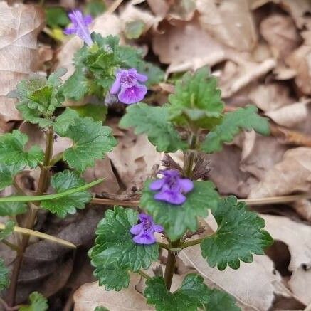 Glechoma hederacea ফুল