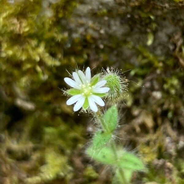 Cerastium brachypetalum Кветка