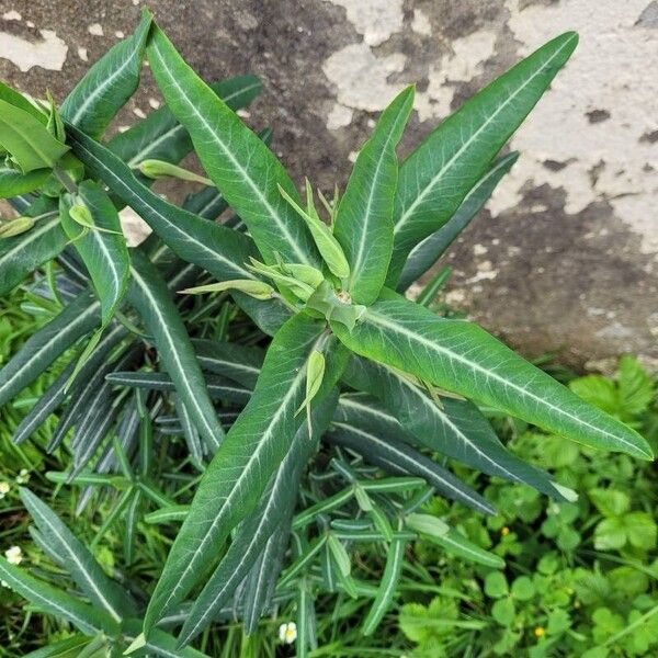 Euphorbia lathyris Folha