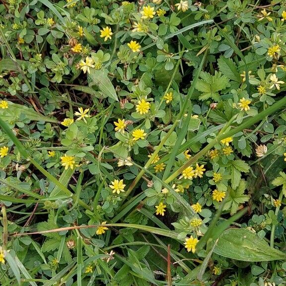 Trifolium dubium Kukka