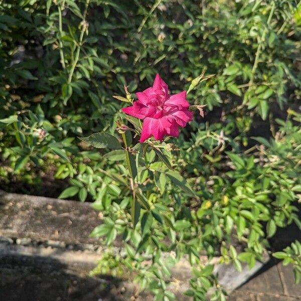 Rosa chinensis फूल