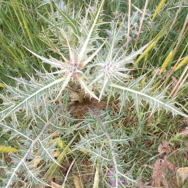 Gundelia tournefortii Leaf