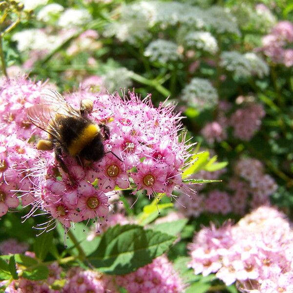 Spiraea japonica Flower