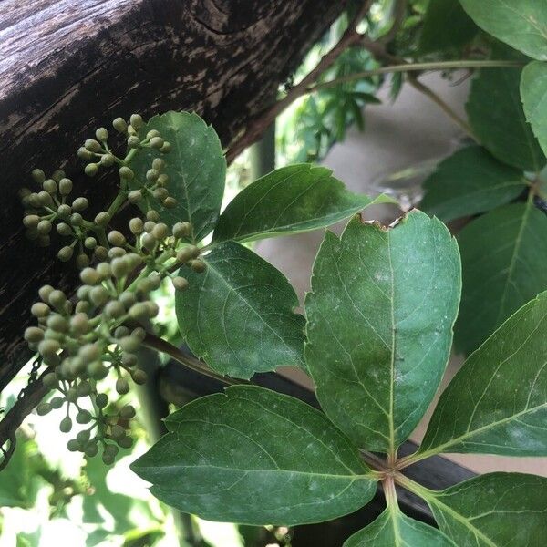 Parthenocissus inserta Feuille