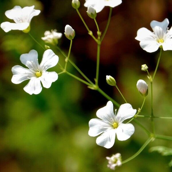 Gypsophila elegans Máis