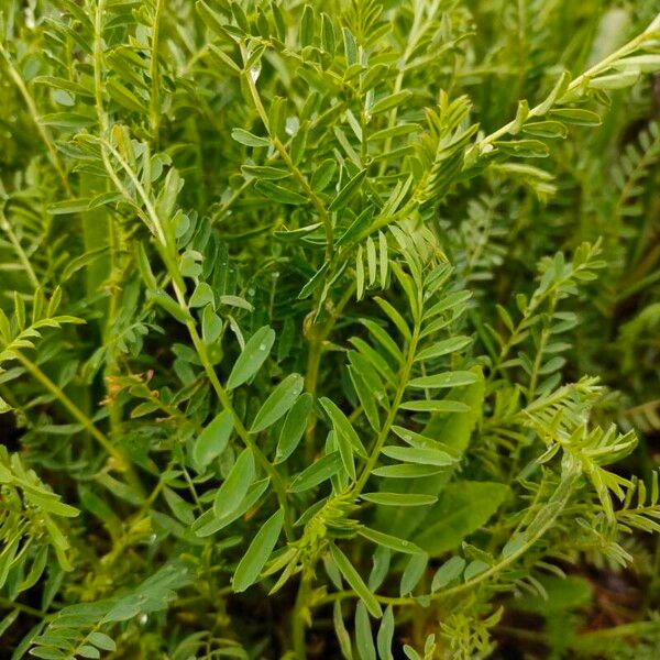 Vicia ervilia Blad