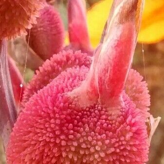 Canna indica फल