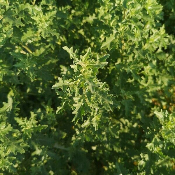 Atriplex tatarica ഇല