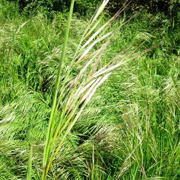 Bromus diandrus Kukka