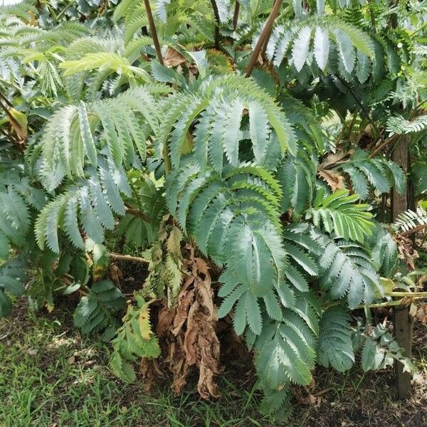 Melianthus major Hostoa