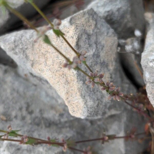 Galium verticillatum 果實