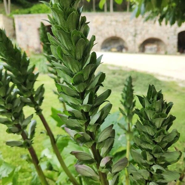 Acanthus mollis Flower