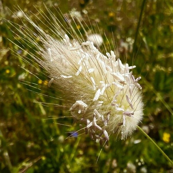 Lagurus ovatus Flower