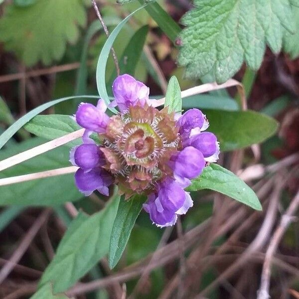 Prunella vulgaris Žiedas