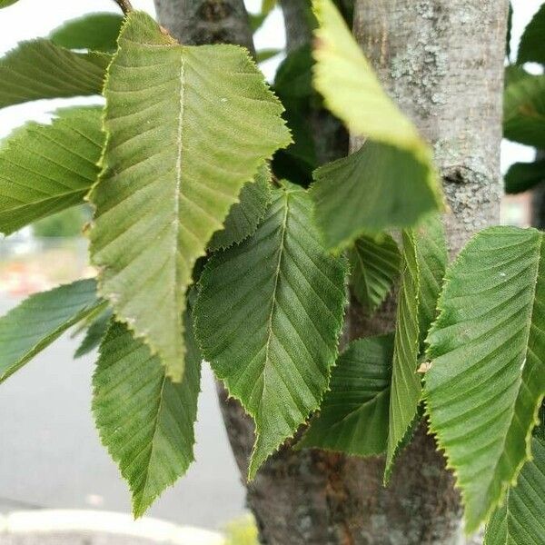 Ostrya carpinifolia পাতা