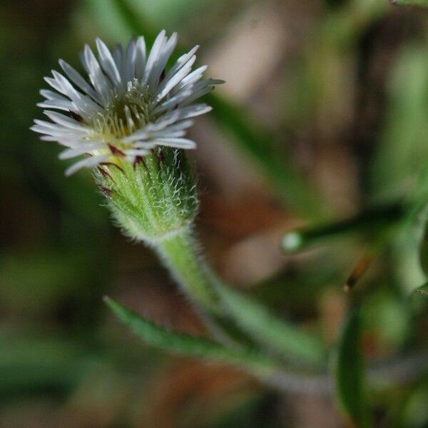 Erigeron lonchophyllus Flor