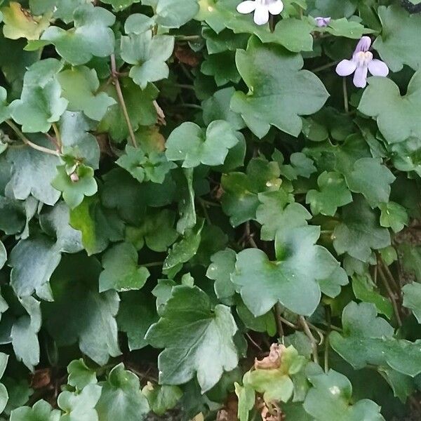 Cymbalaria muralis Листок