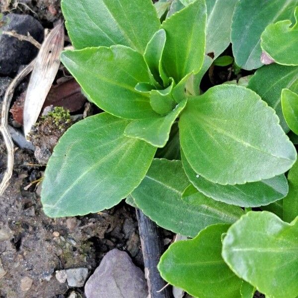 Veronica gentianoides Folio