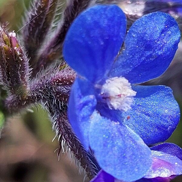 Anchusa azurea Fleur