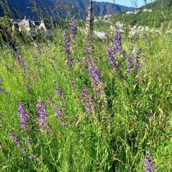 Salvia pratensis Elinympäristö