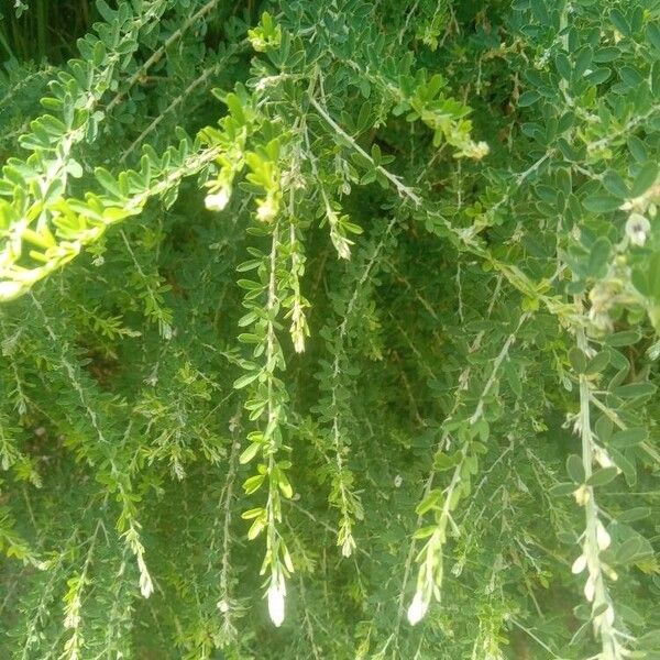 Lespedeza virginica Leaf