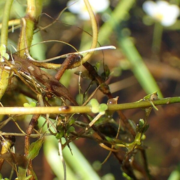 Ranunculus peltatus Habit