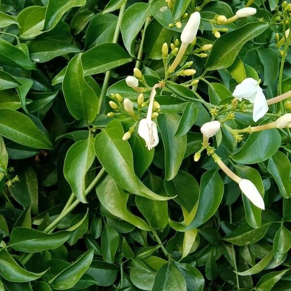 Jasminum fluminense Leaf