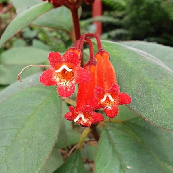 Kohleria hirsuta Flors