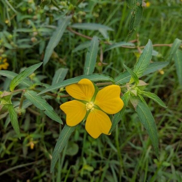 Ludwigia alternifolia Floro