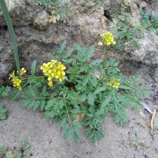 Rorippa palustris Flower