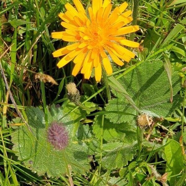 Crepis aurea Fleur