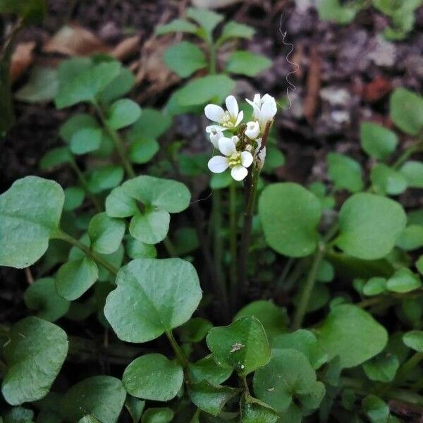 Cardamine hirsuta Blüte