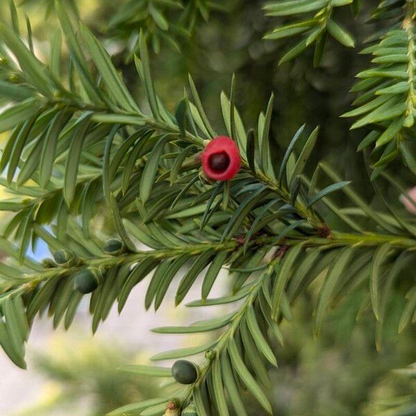 Taxus brevifolia Cvet