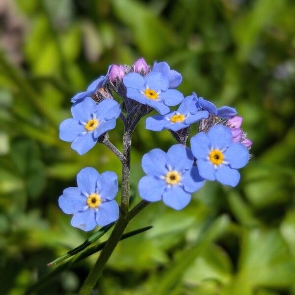 Myosotis alpestris 花