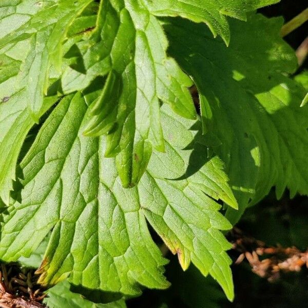 Aconitum septentrionale Leaf