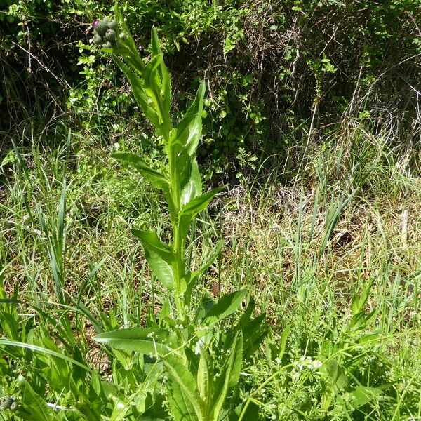 Cirsium monspessulanum आदत