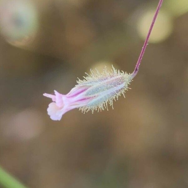 Gypsophila pilosa 花